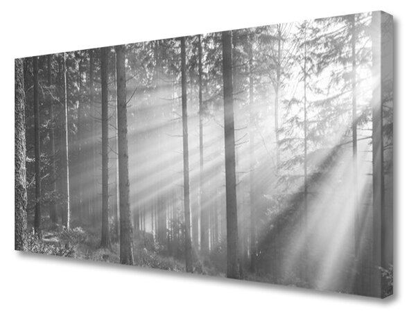 Obraz na plátně Les Příroda Paprsky Slunce 140x70 cm