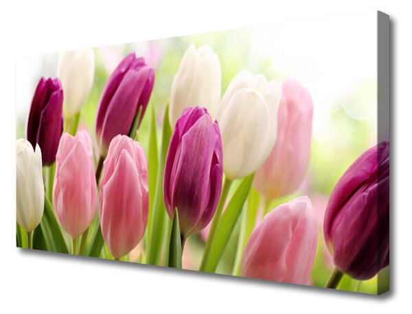 Obraz na plátně Tulipány Květiny Příroda Louka 100x50 cm