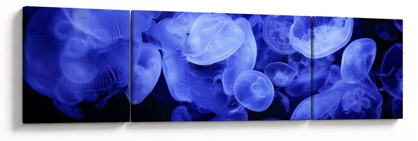 Obraz - Medúzy (170x50 cm)