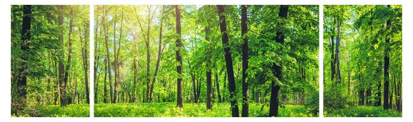 Obraz - Jarní listnatý les (170x50 cm)