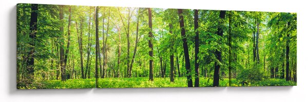 Obraz - Jarní listnatý les (170x50 cm)