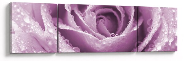 Obraz detailu květu růže (170x50 cm)
