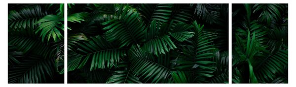 Obraz - Tropické kapradí (170x50 cm)