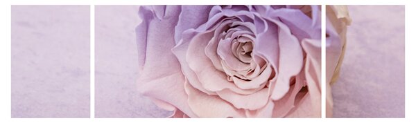 Obraz detailu květu růže (170x50 cm)