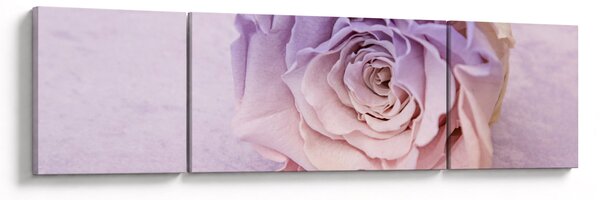 Obraz detailu květu růže (170x50 cm)