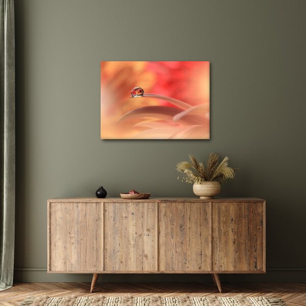 Obraz květinové kapky rosy (70x50 cm)