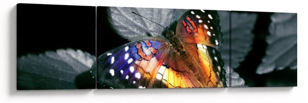 Obraz motýla (170x50 cm)
