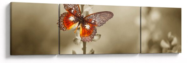 Obraz motýla (170x50 cm)