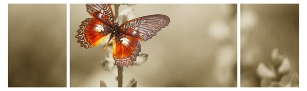Obraz motýla (170x50 cm)