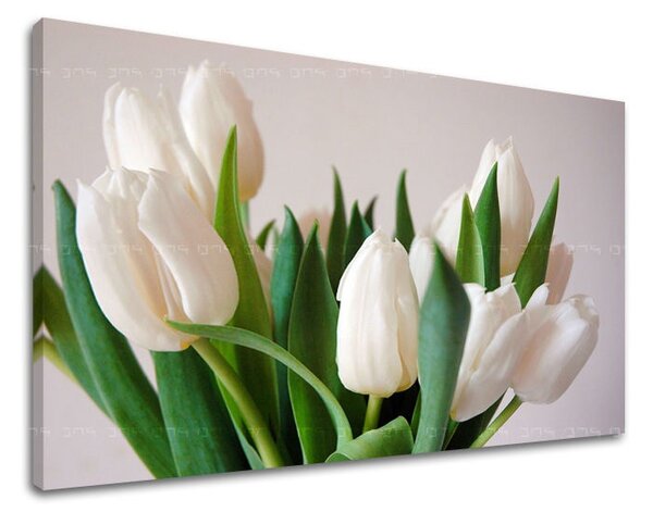 Obraz na stěnu KVĚTY TULIPÁNY XOBKV108E11
