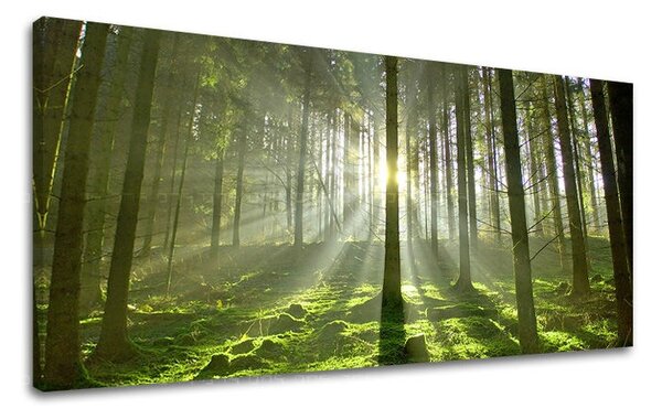 Obraz na stěnu PANORÁMA STROMY ST021E13