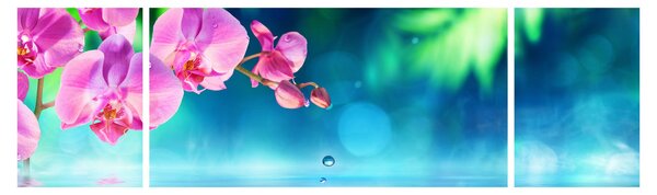Obraz - Orchidej (170x50 cm)