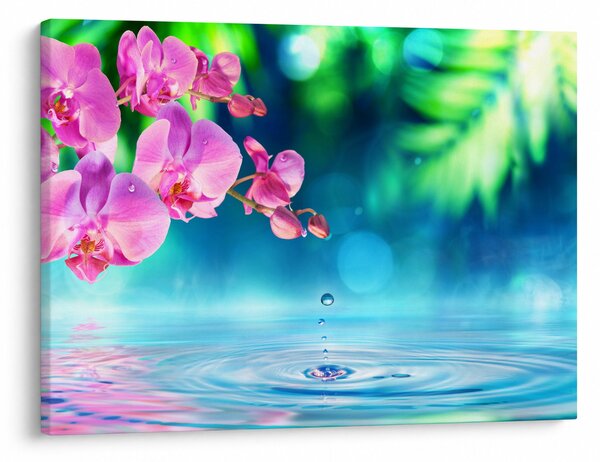 Obraz - Orchidej (70x50 cm)