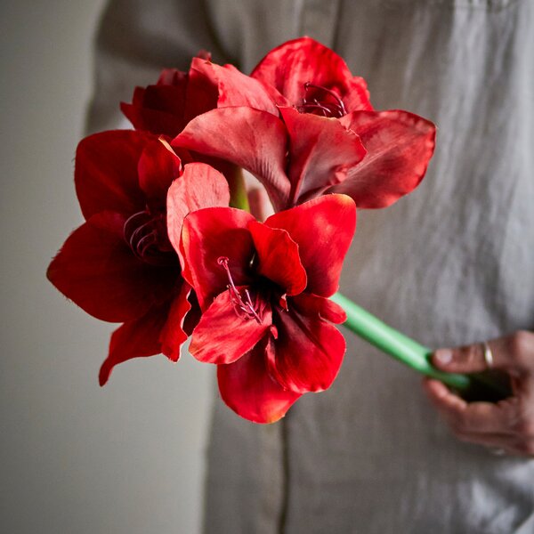 Bloomingville Červená umělá květina Amaryllis 74 cm
