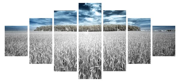 Obraz pole (210x100 cm)