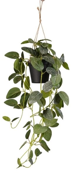 Umělá květina Fittonia v závěsném květináči, 70cm