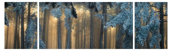 Obraz zasněženého lesa (170x50 cm)