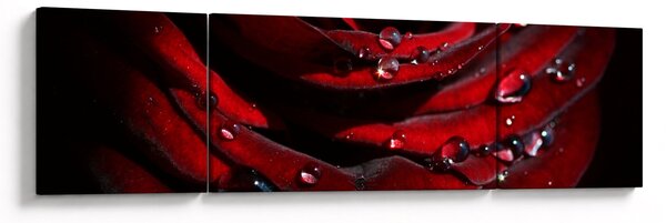 Obraz - Detail růže (170x50 cm)