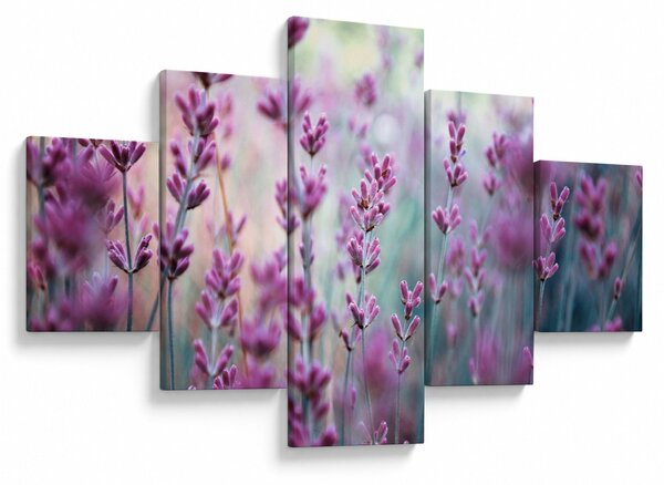 Obraz - Levandule (125x70 cm)
