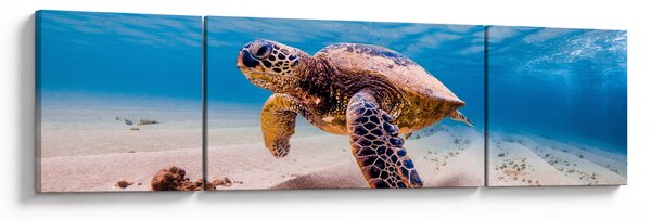 Obraz želvy v oceánu (170x50 cm)