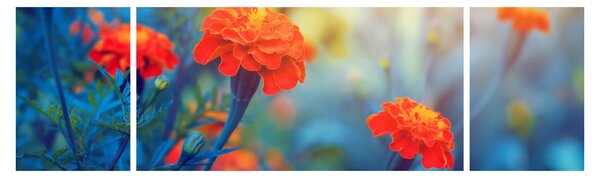 Obraz - Oranžové květy (170x50 cm)