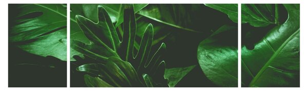 Obraz - Palmové listy (170x50 cm)