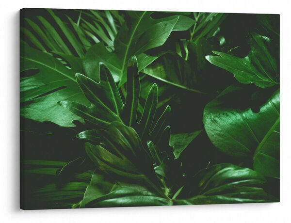 Obraz - Palmové listy (70x50 cm)