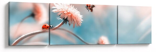 Obraz - Berušky na květu (170x50 cm)