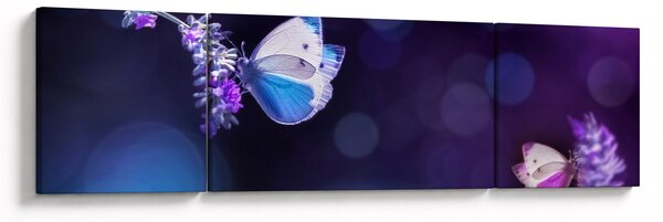 Obraz - Motýli na levanduli (170x50 cm)