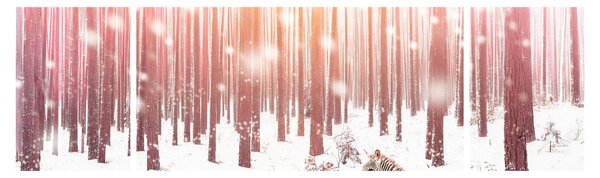 Obraz - Zebra v zasněženém lese (170x50 cm)