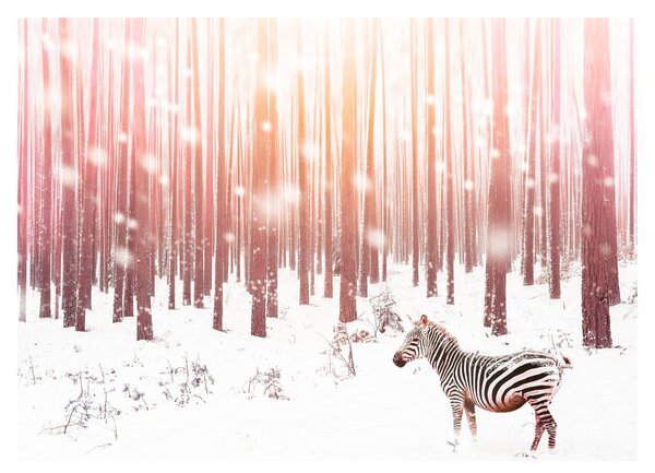 Obraz - Zebra v zasněženém lese (70x50 cm)