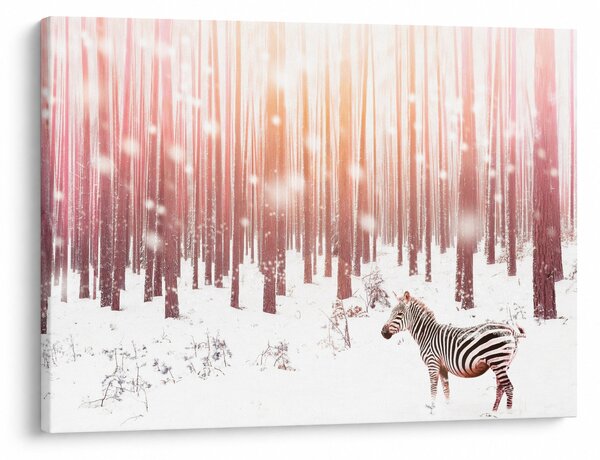 Obraz - Zebra v zasněženém lese (70x50 cm)