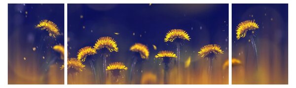 Obraz - Pampelišky (170x50 cm)