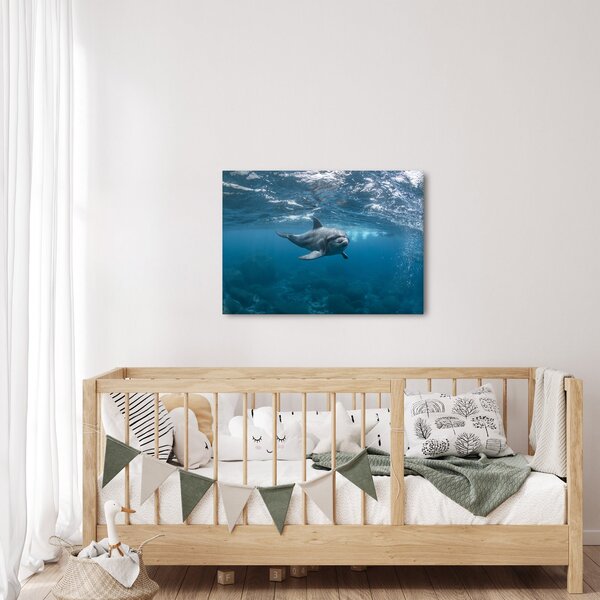 Obraz - Delfín pod hladinou (70x50 cm)