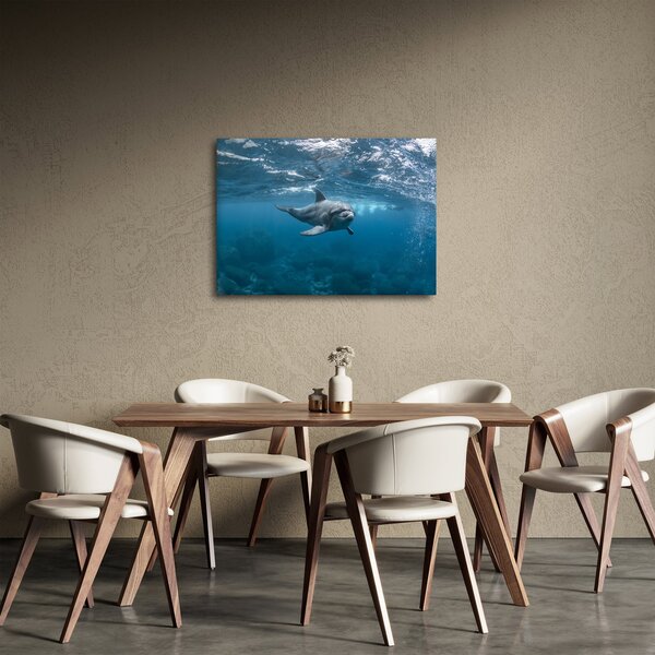 Obraz - Delfín pod hladinou (70x50 cm)
