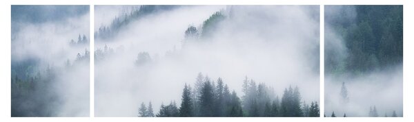 Obraz - Stromy v mlze (170x50 cm)