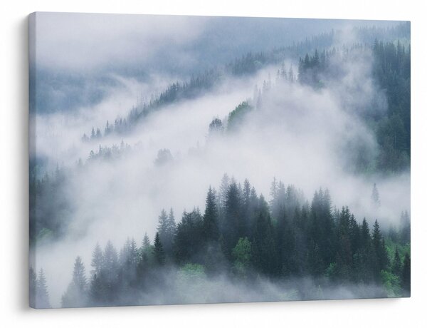 Obraz - Stromy v mlze (70x50 cm)