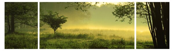 Obraz - Probouzející se les (170x50 cm)