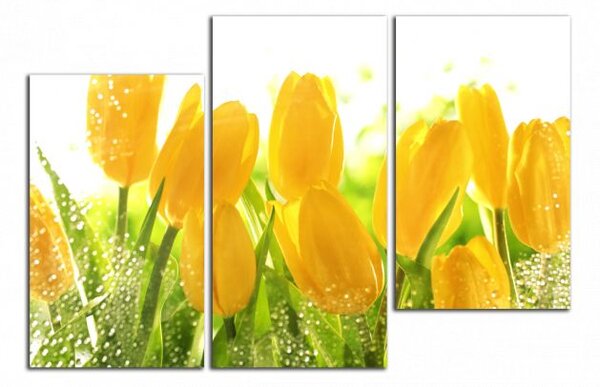Obraz na zeď Žluté tulipány