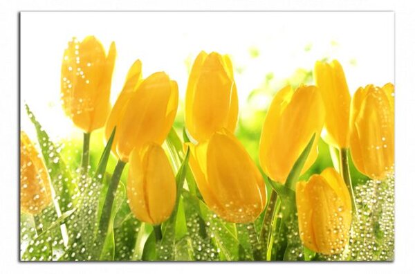 Obraz na zeď Žluté tulipány