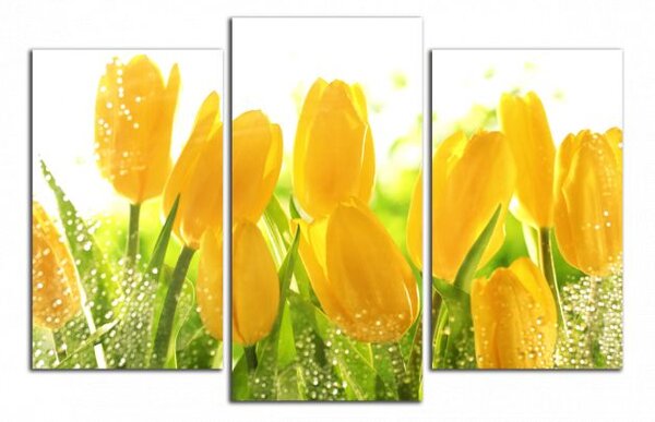 Obraz na zeď Žluté tulipány