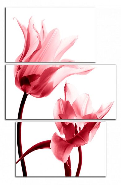 Obraz na zeď Červené tulipány