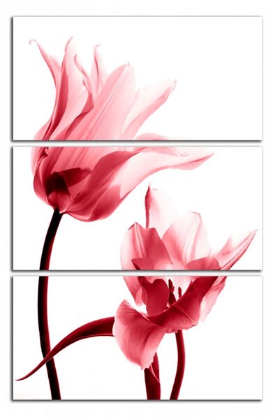 Obraz na zeď Červené tulipány