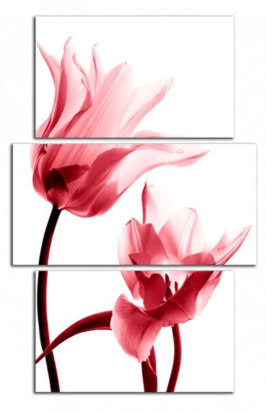 Obraz na zeď Červené tulipány