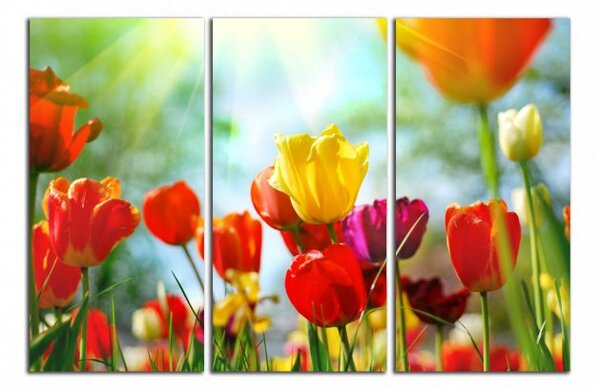 Obraz na plátně Barevné květy tulipánů