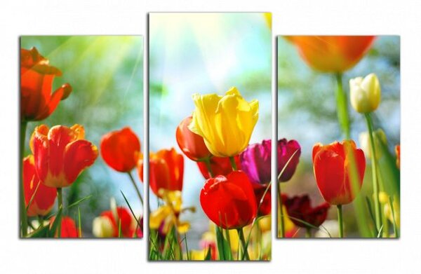 Obraz na plátně Barevné květy tulipánů