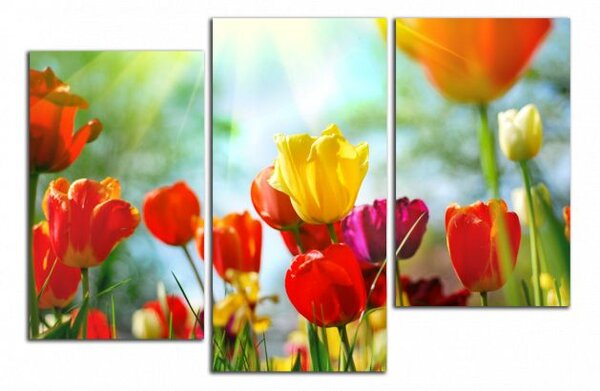 Obraz na plátně Barevné květy tulipánů
