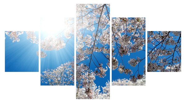 Obraz - Třešňové květy (125x70 cm)