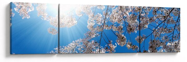 Obraz - Třešňové květy (170x50 cm)