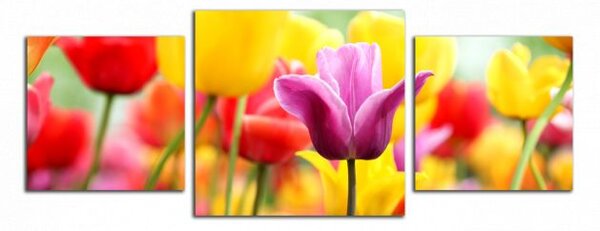 Obraz na plátně Barevné tulipány panorama